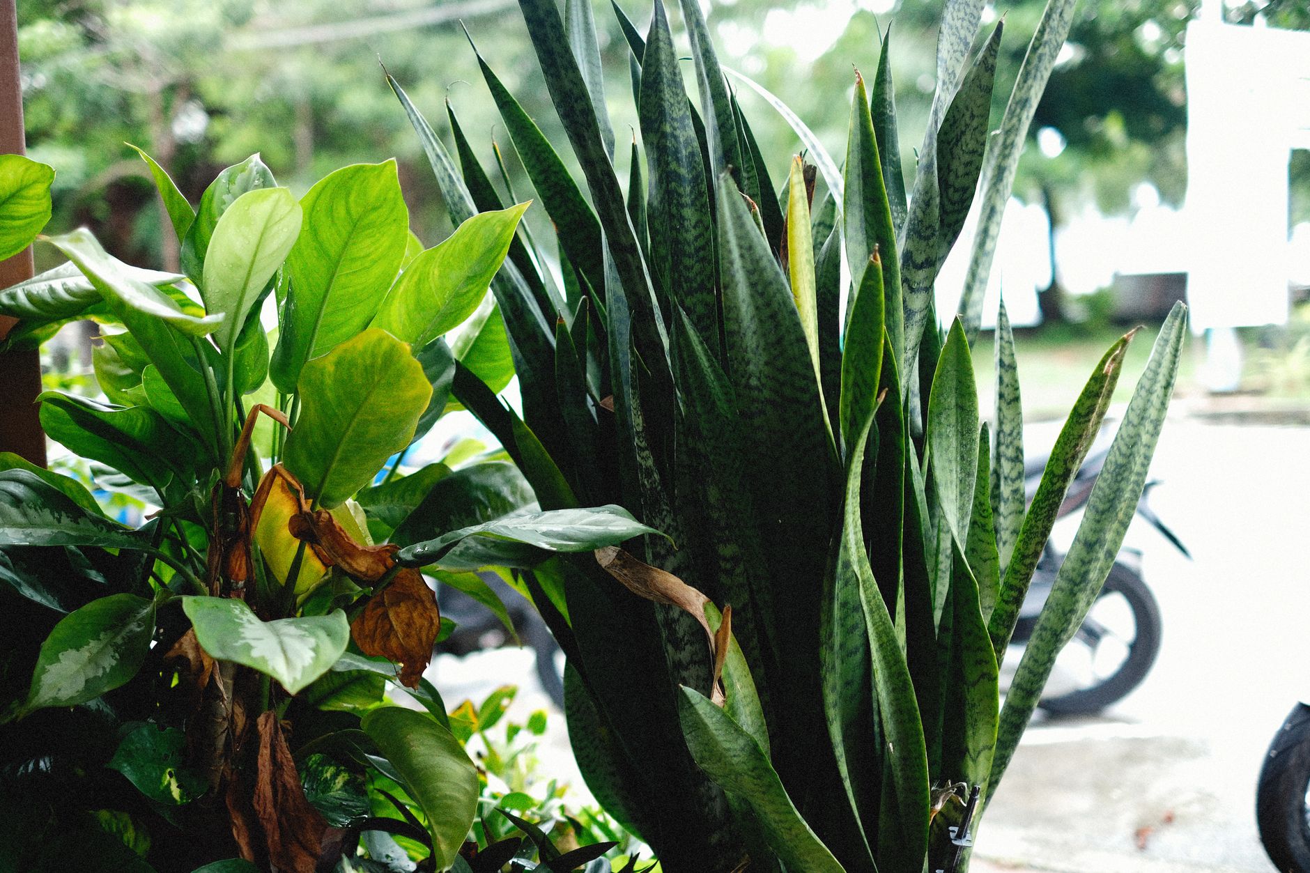 Sansevieria lengua de suegra