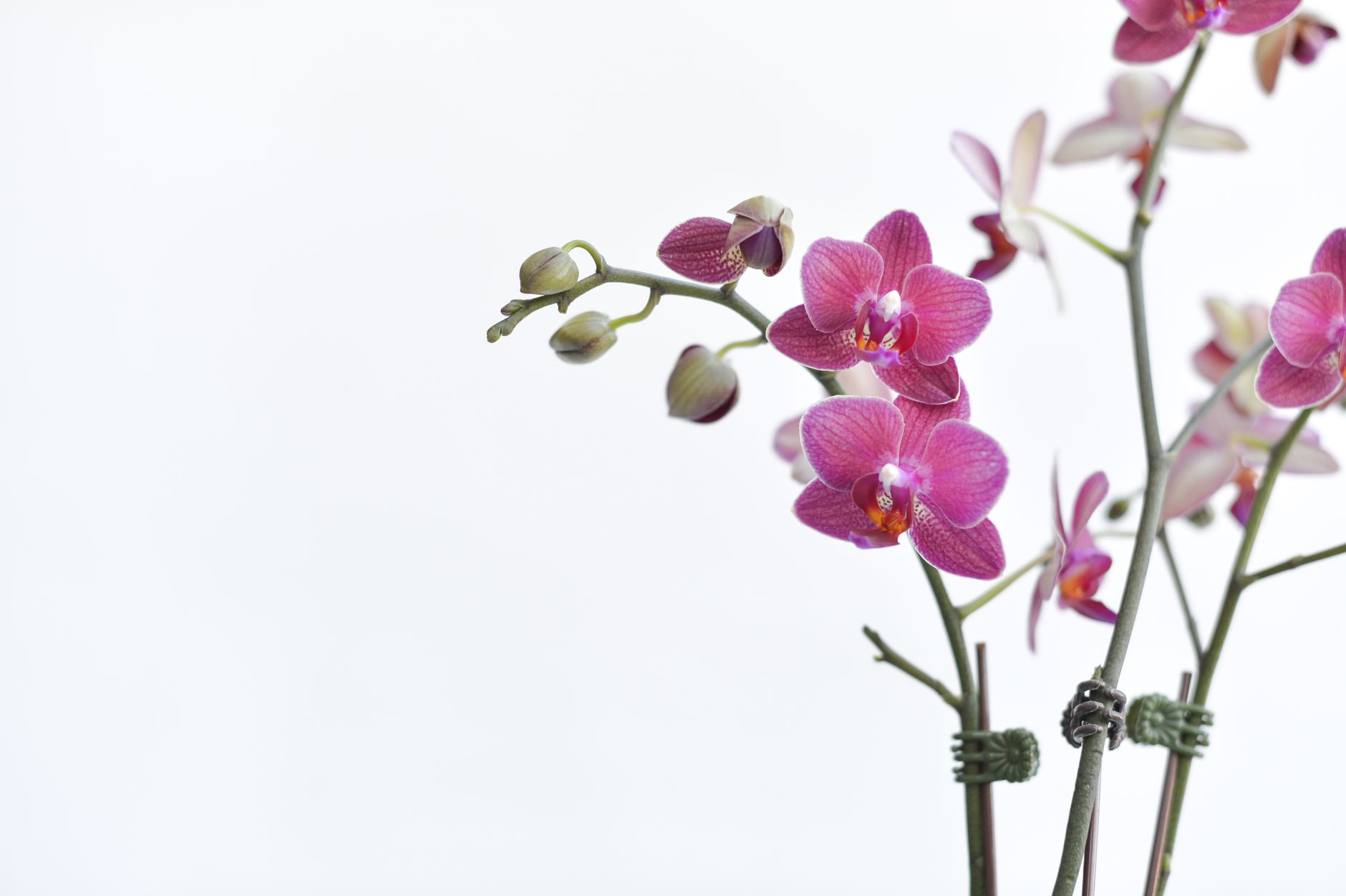 Orquídea Phalaenopsis