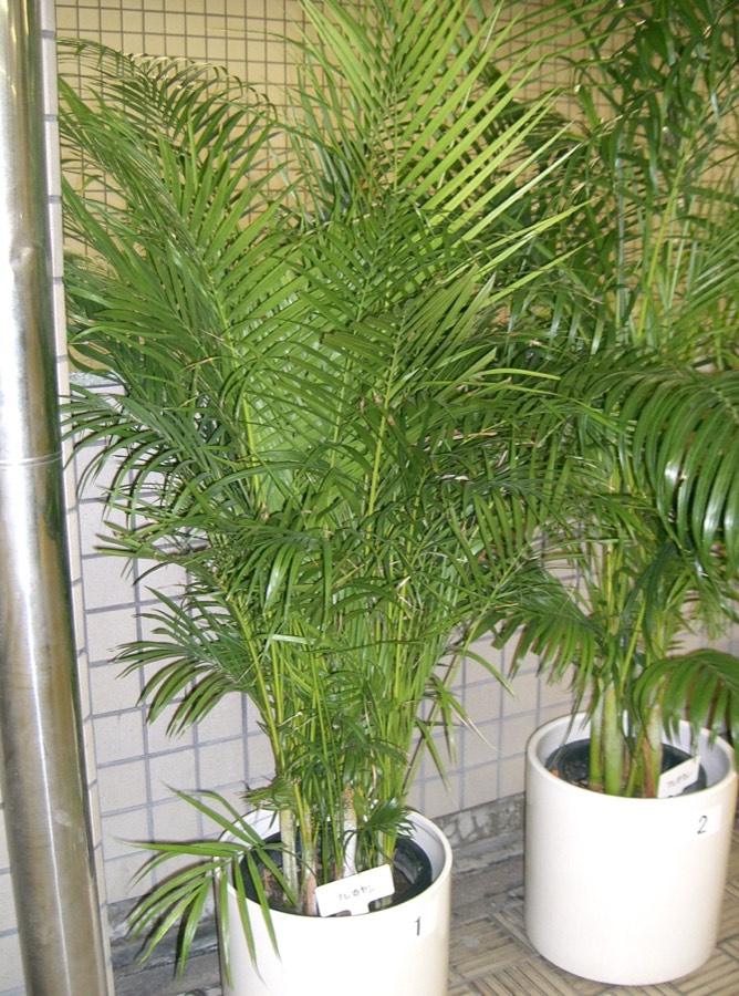 Palmera Areca (Dypsis lutescens) planta de interior