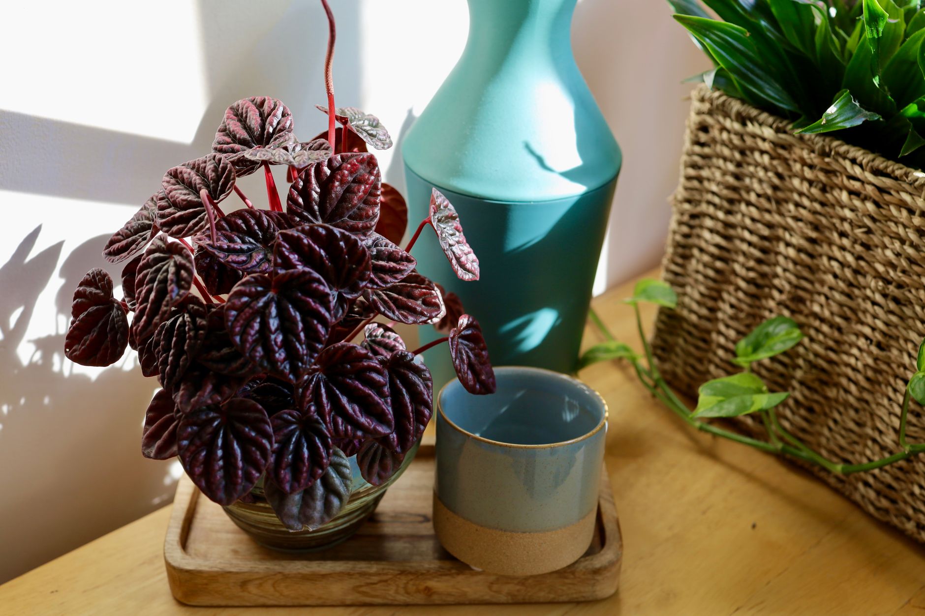 Peperomia argyreia (sandía peperomia) con sus características rayas plateadas