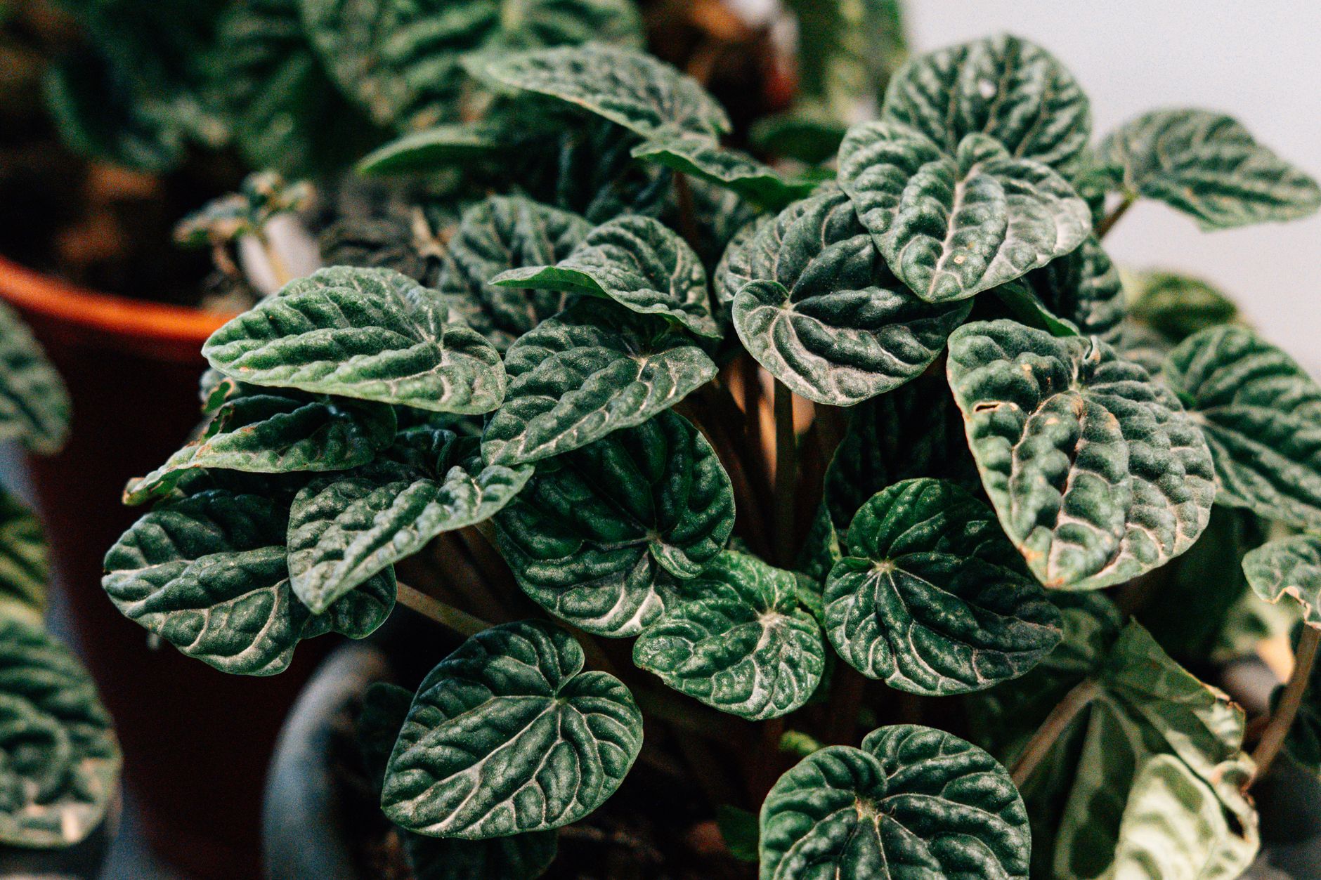 Peperomia caperata (Emerald Ripple) con hojas rugosas características