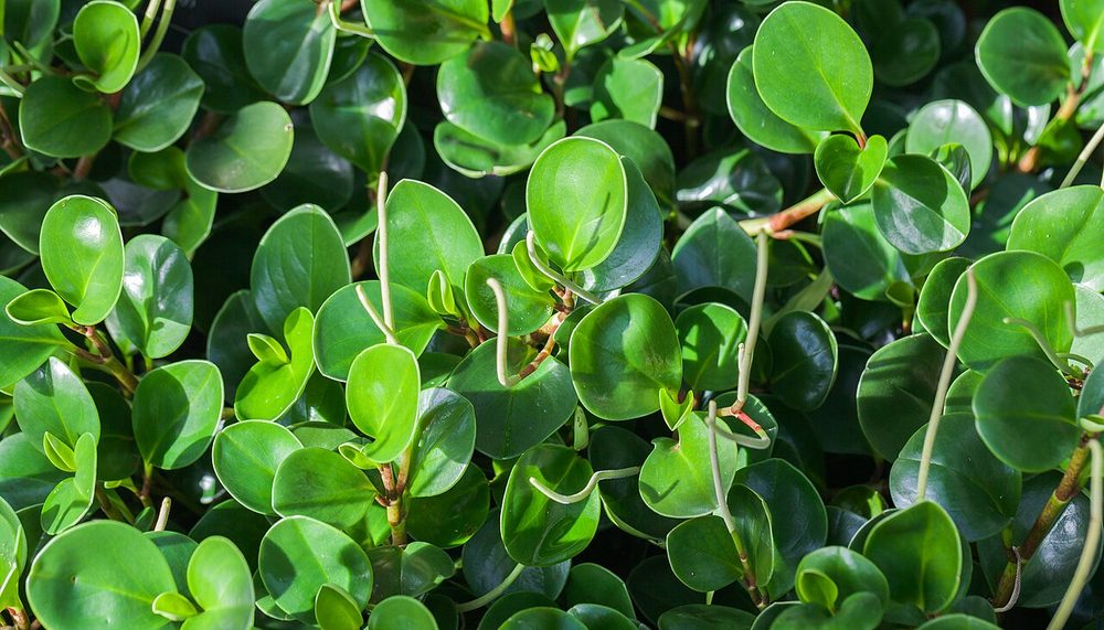 Peperomia