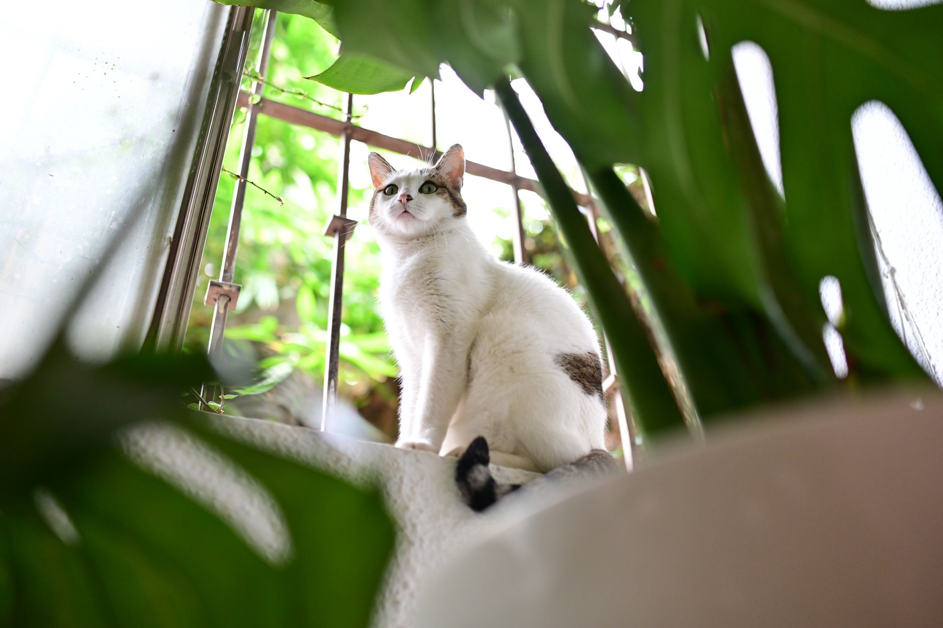 Plantas seguras para mascotas