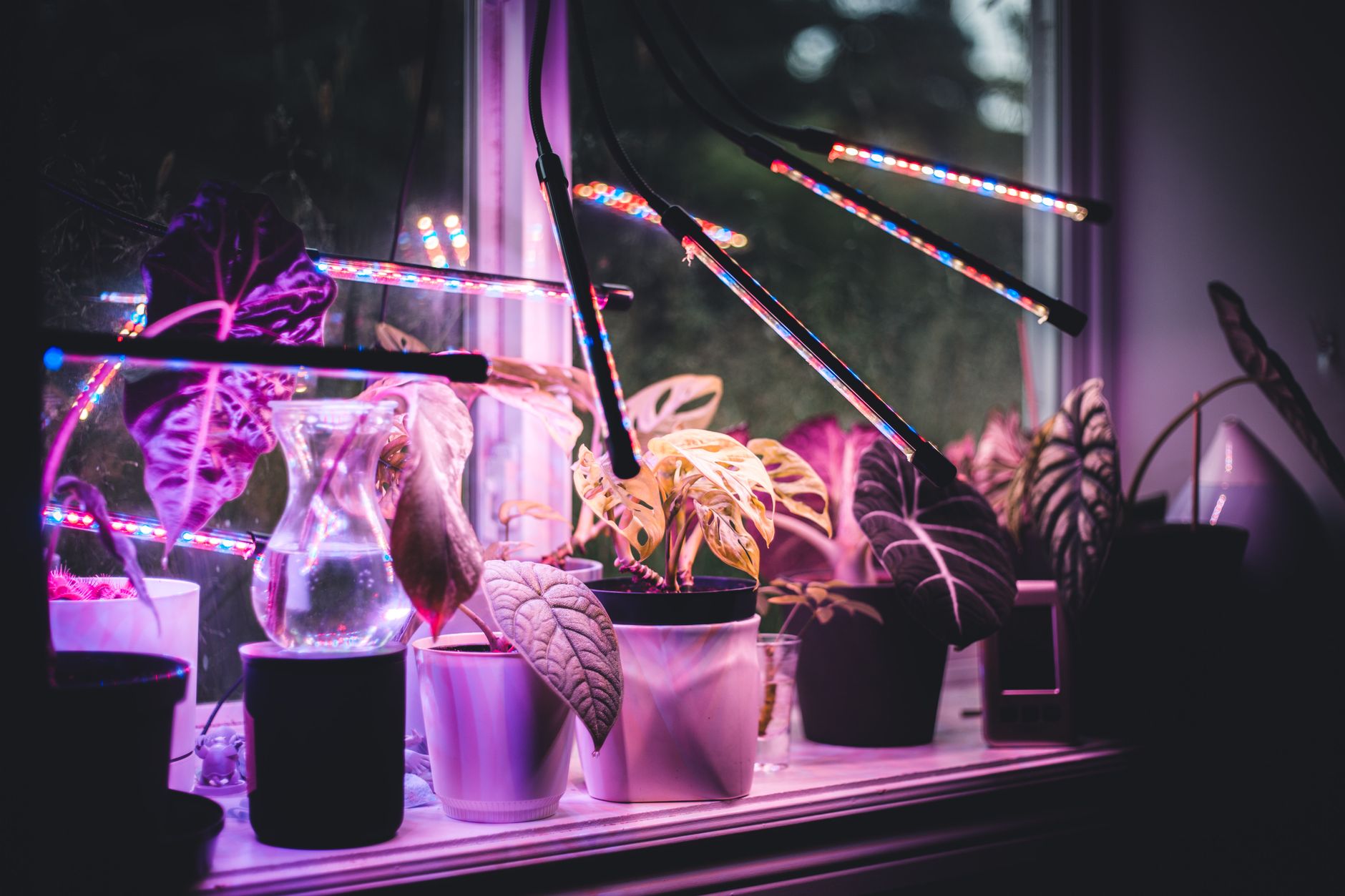 Lámpara LED de cultivo para plantas de interior en un rincón sin luz natural