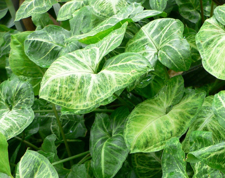 Singonio (Syngonium podophyllum) planta de interior