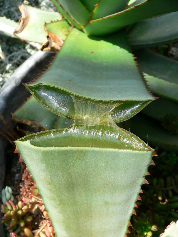 Suculentas (Succulent plant) planta de interior