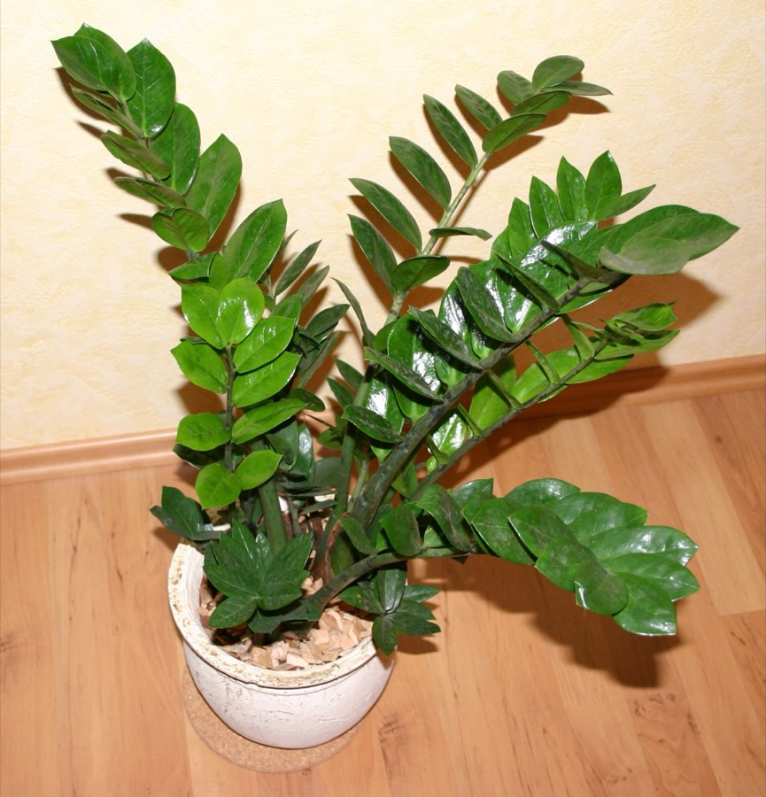 Zamioculca (Zamioculcas zamiifolia) planta de interior