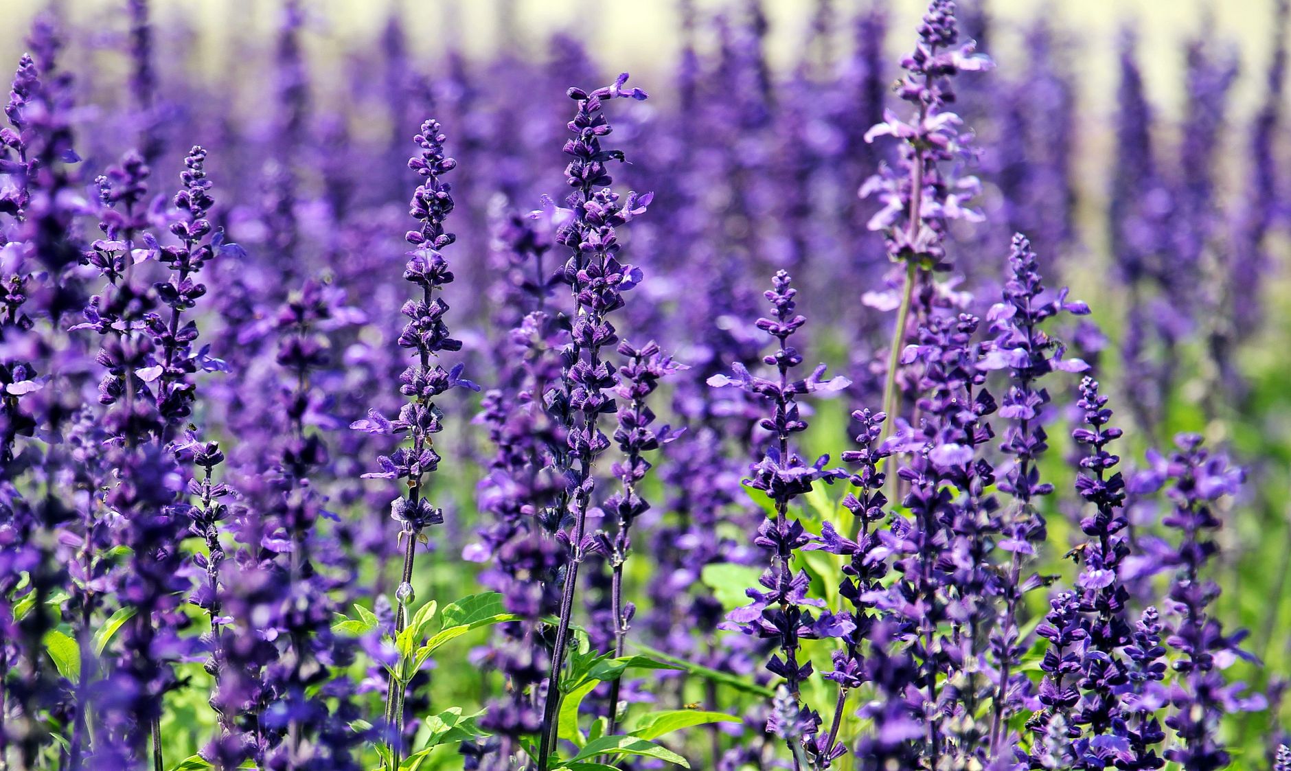Lavanda segura para mascotas