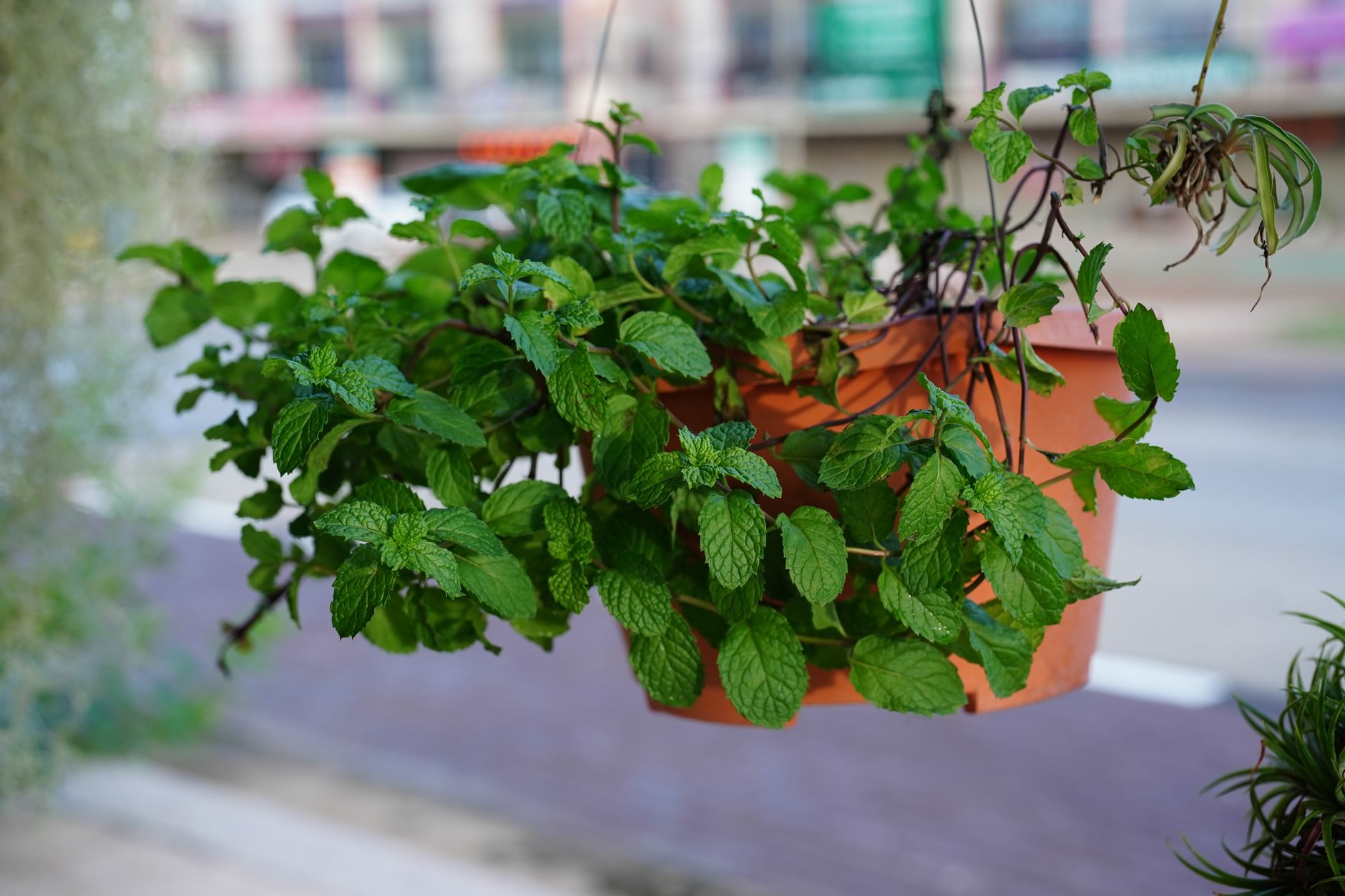 Menta planta aromática