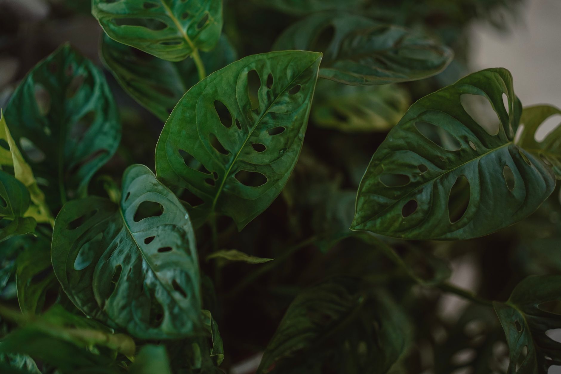 Esqueje de Monstera adansonii enraizando en agua
