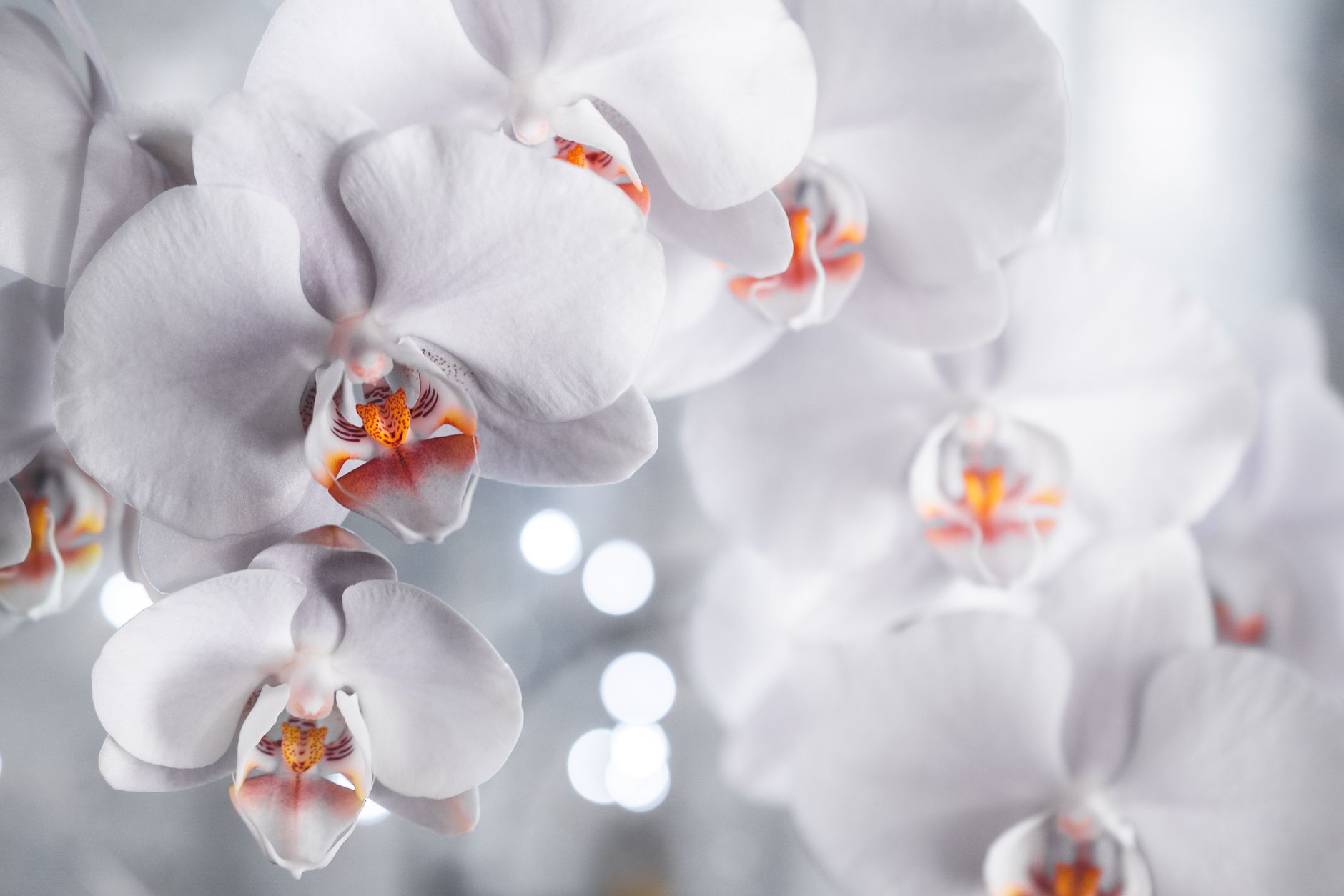 Orquídea Phalaenopsis flores moradas