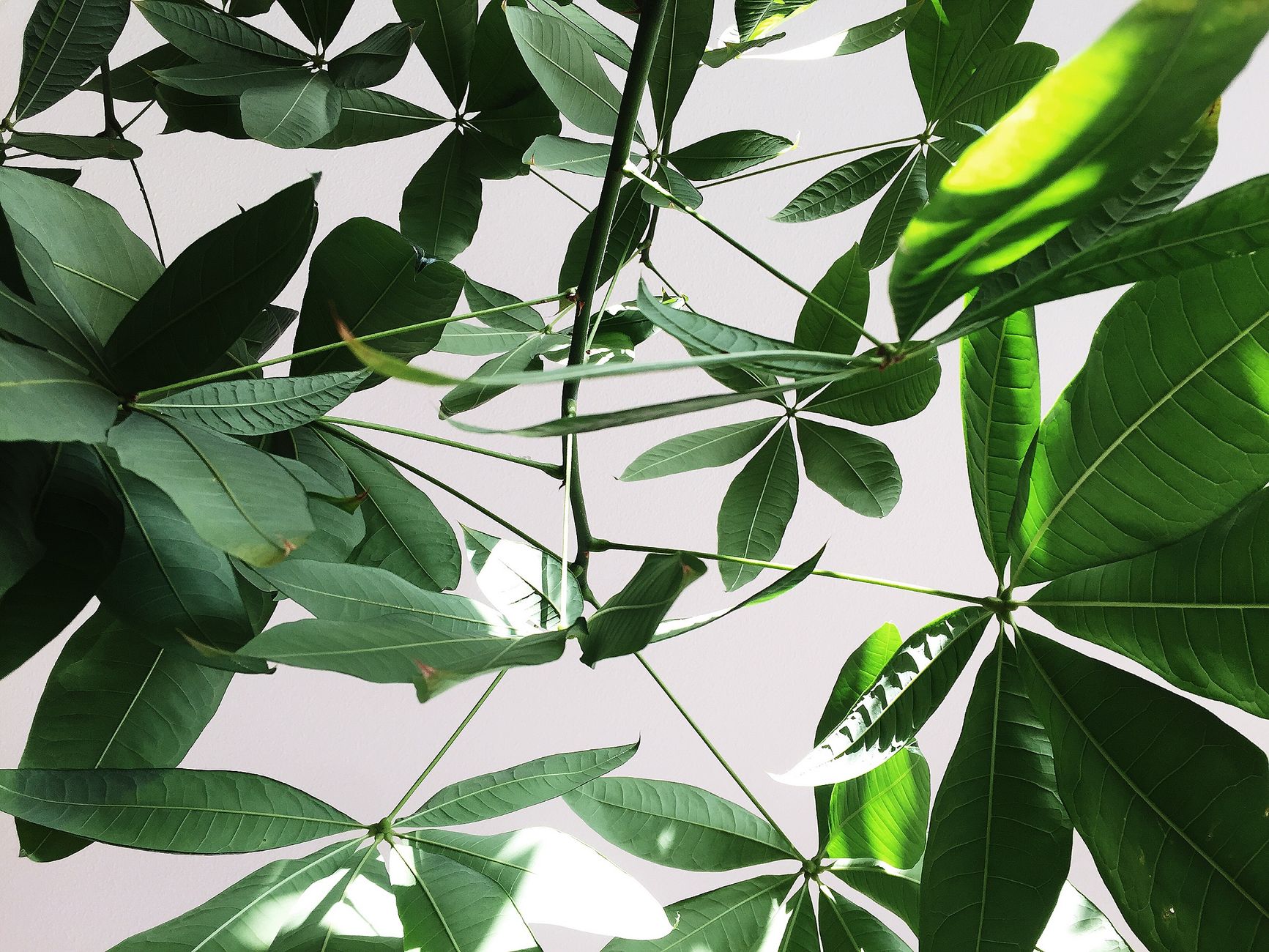 Detalle del tronco trenzado y hojas palmadas de la Pachira aquatica, árbol del dinero
