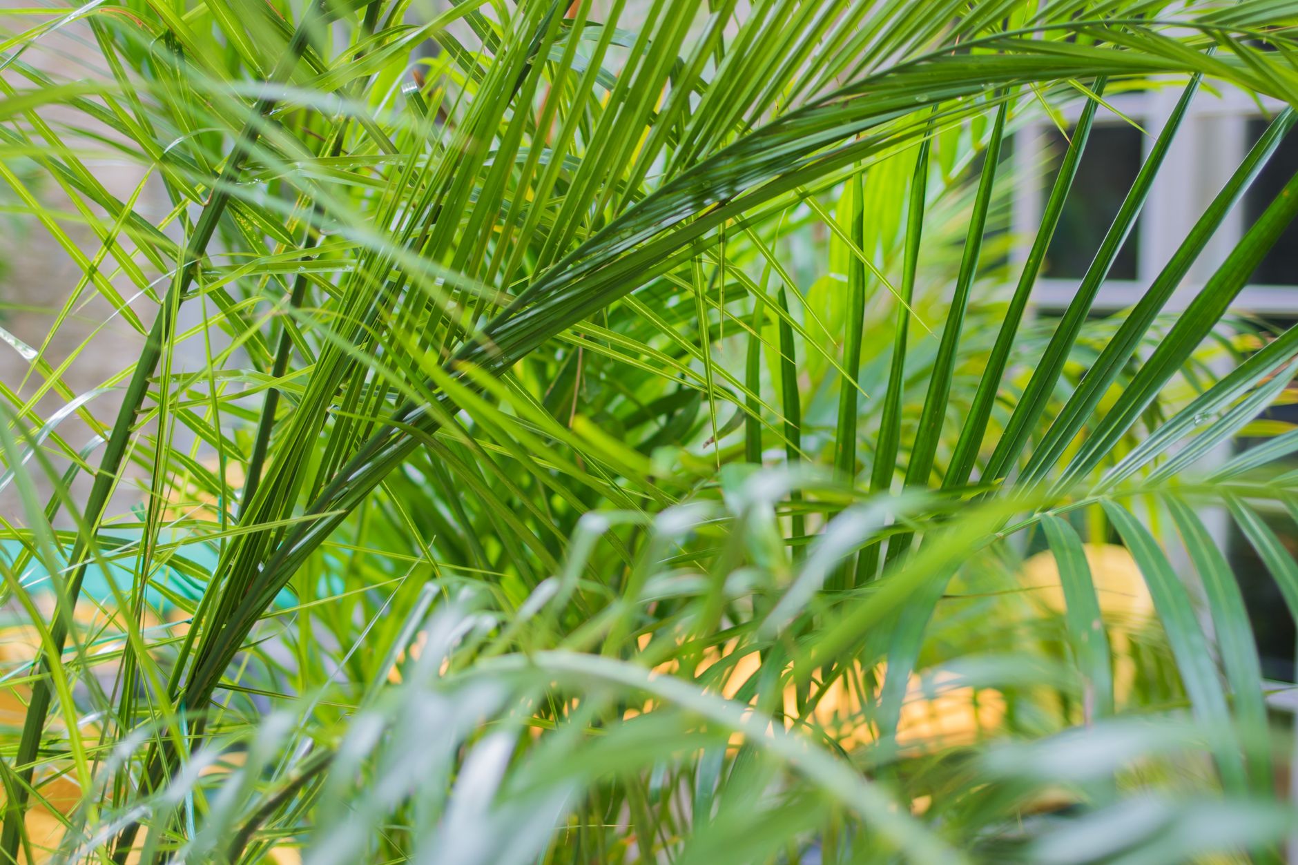 Detalle de las hojas plumosas y arqueadas de la palmera areca