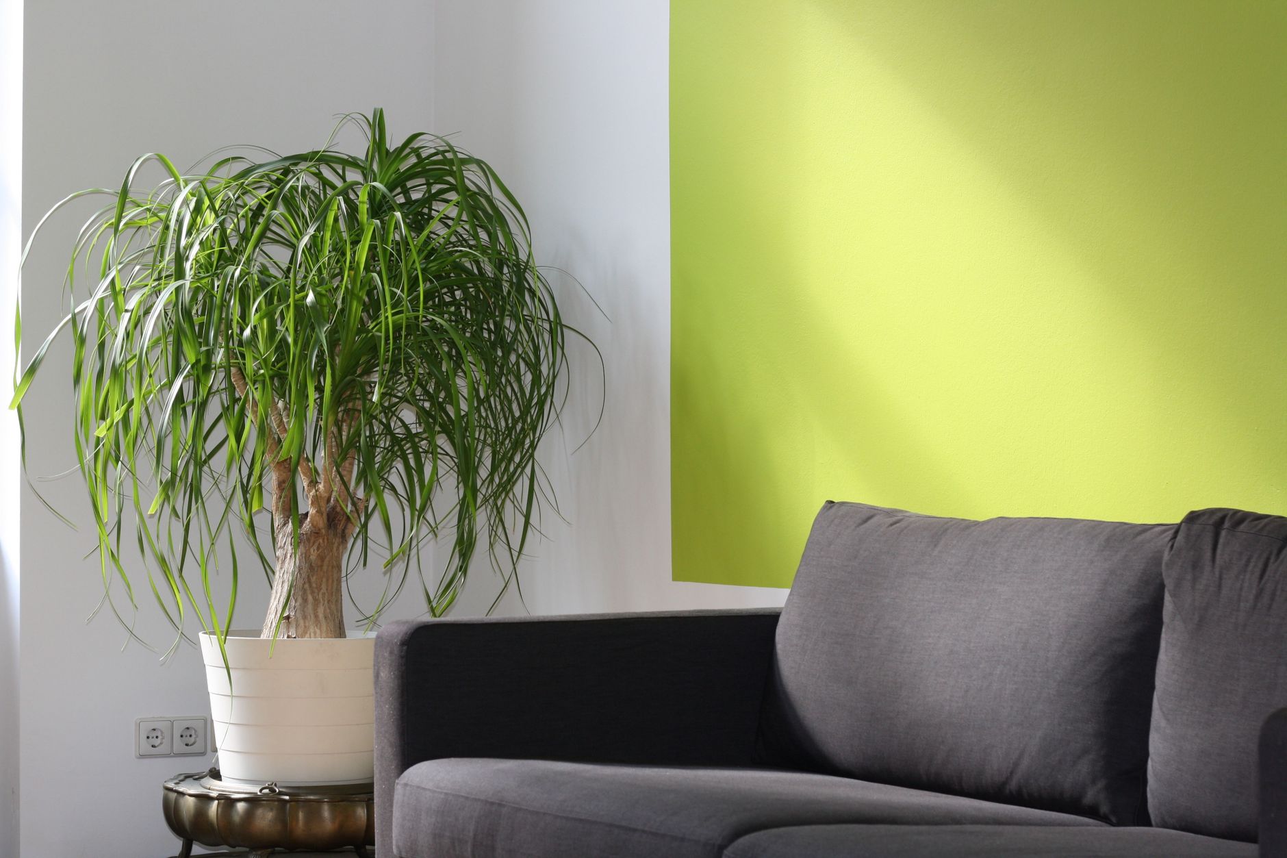 Planta suculenta en maceta lista para trasplante con sustrato y perlita