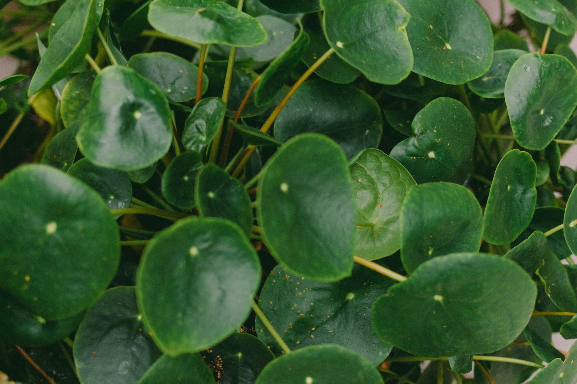 Hojas redondas y brillantes de Pilea peperomioides, detalle de la planta moneda china