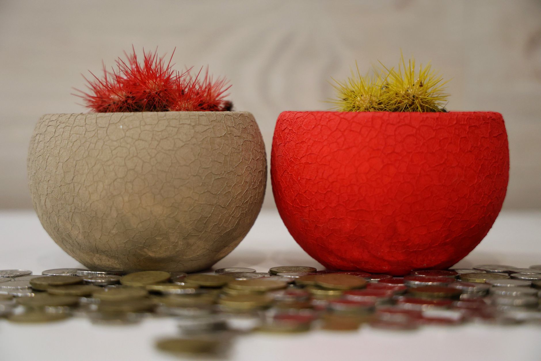 Pilea peperomioides en maceta con sustrato bien drenado, cuidados de riego y trasplante