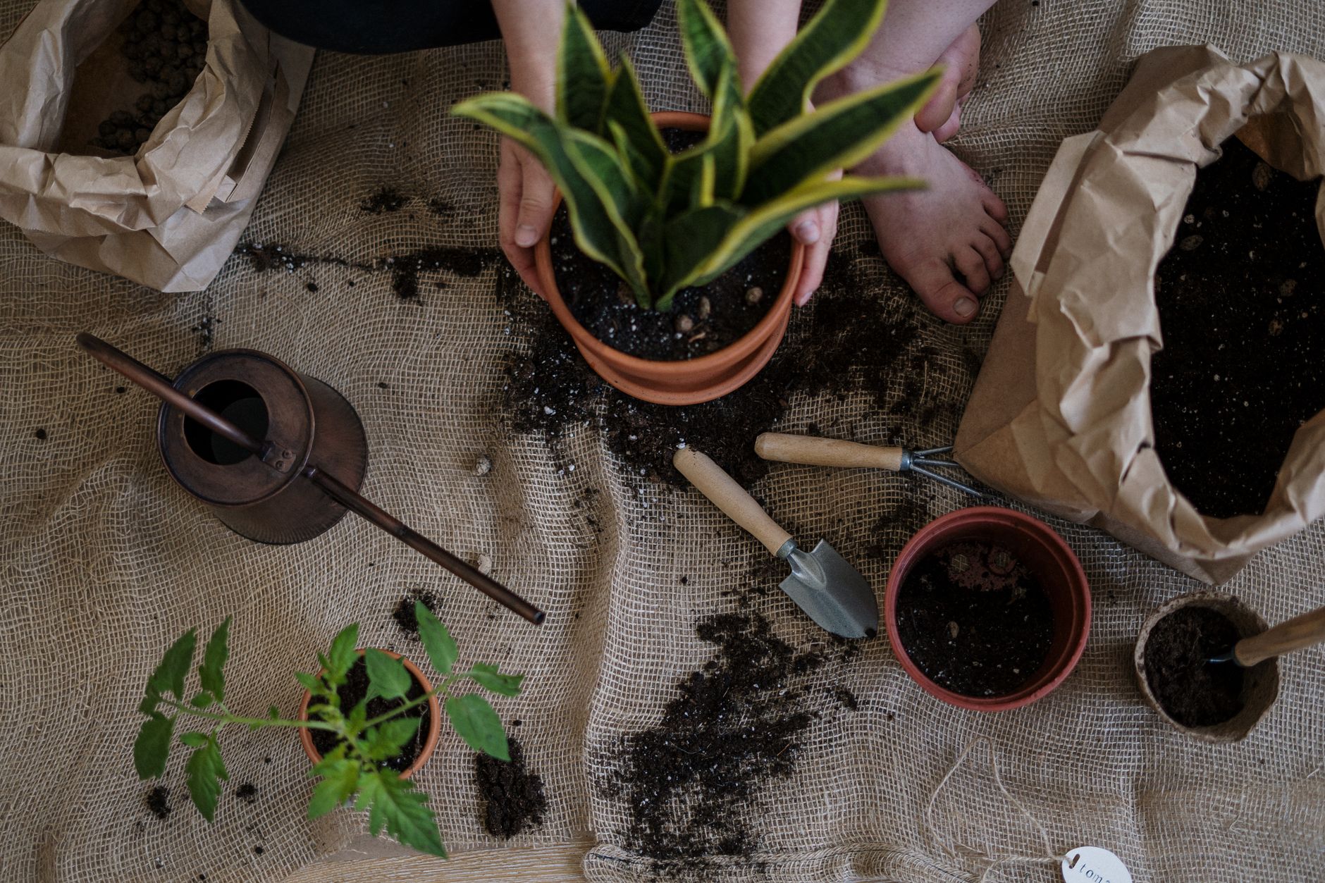 Plantas de interior fáciles de cuidar en macetas sobre estante