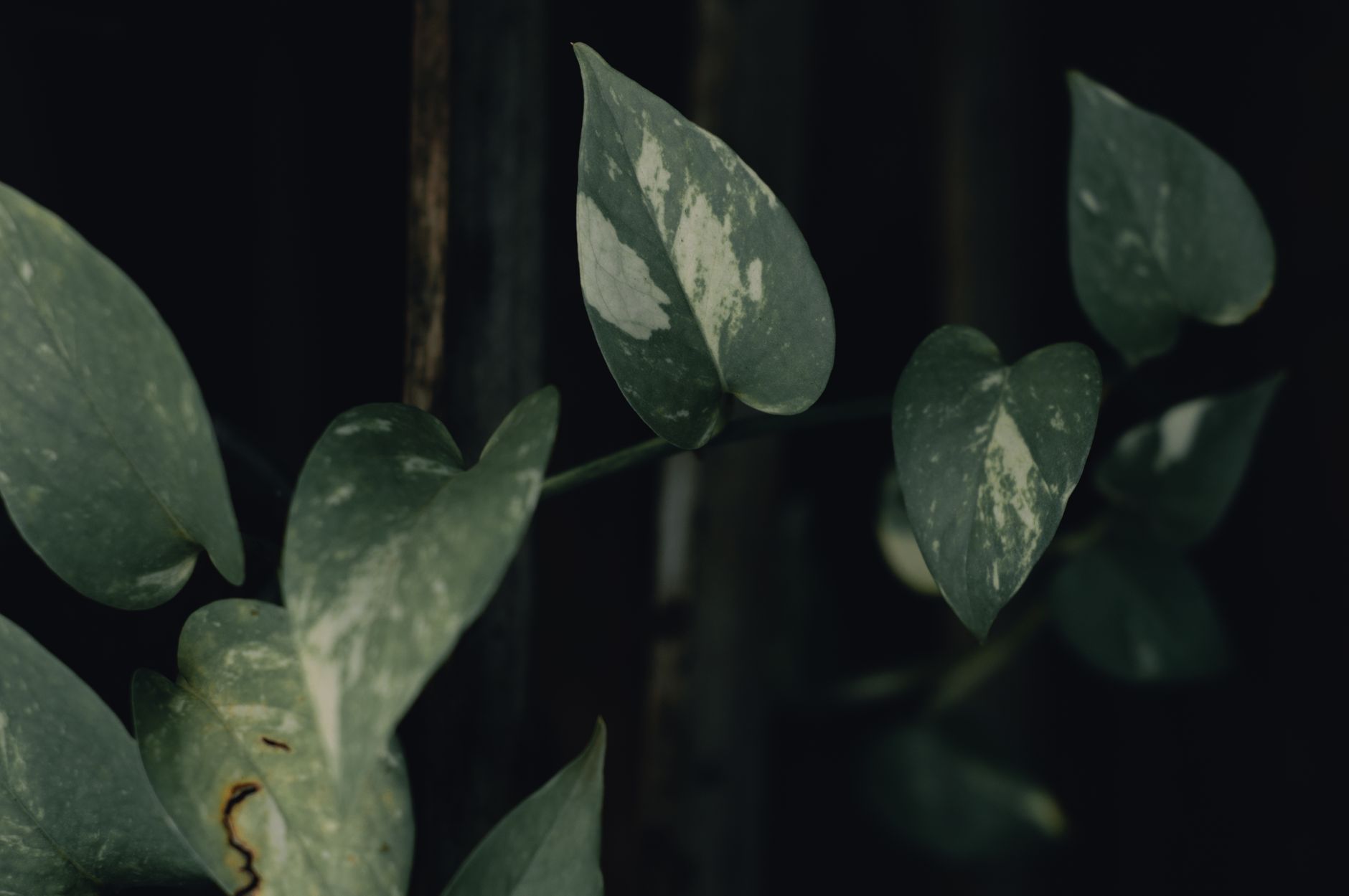 Potos hojas verdes brillantes planta de interior resistente