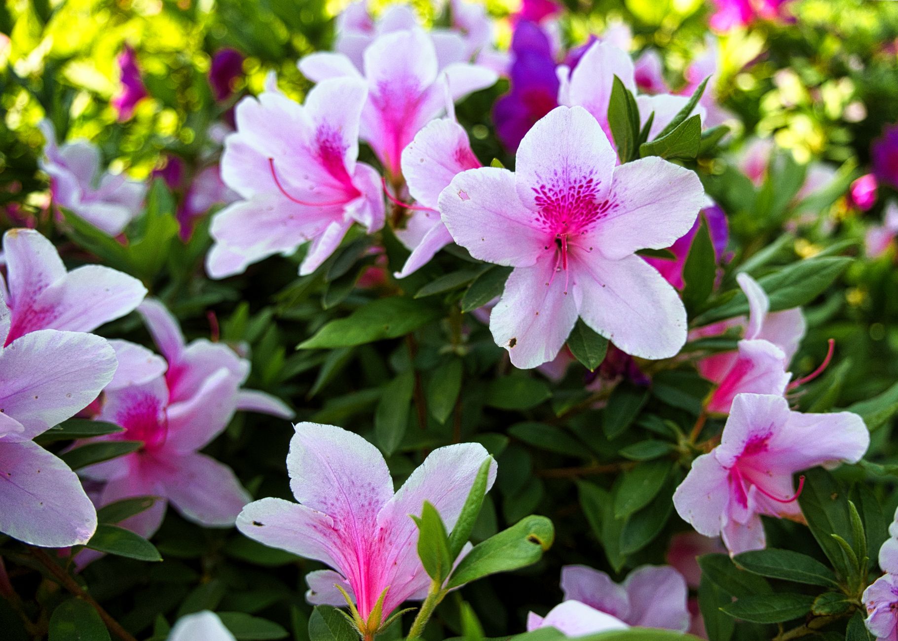 Azalea