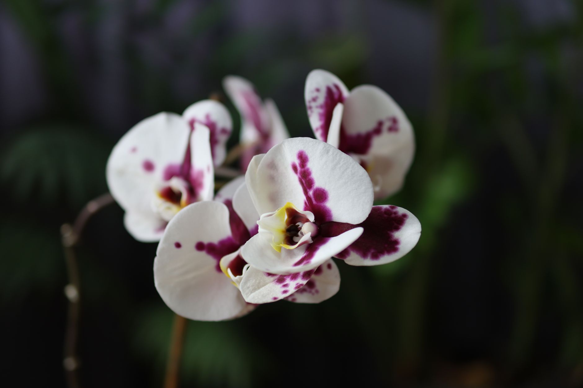 Orquídea Phalaenopsis flores moradas