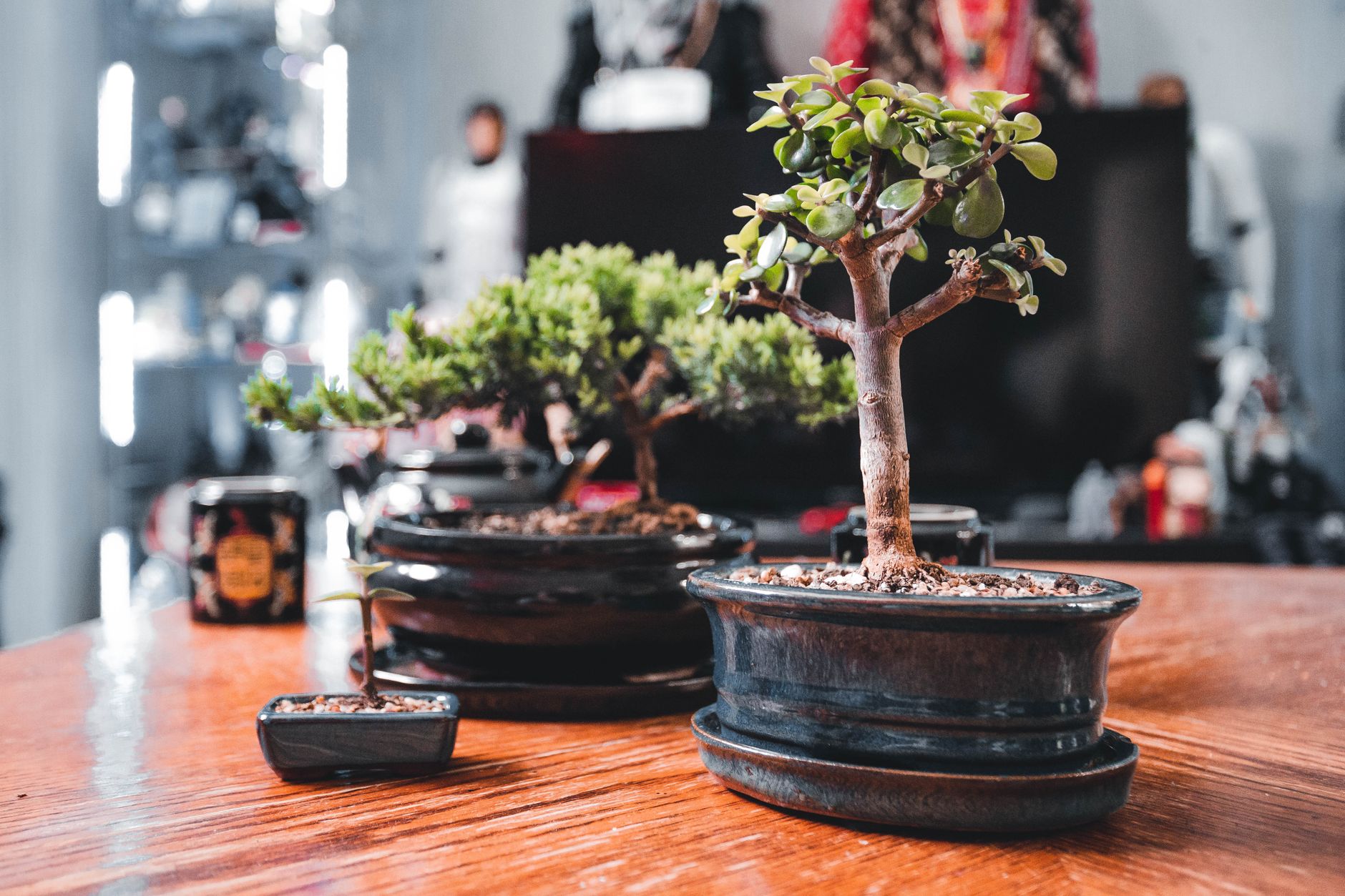 Portulacaria afra segura para mascotas