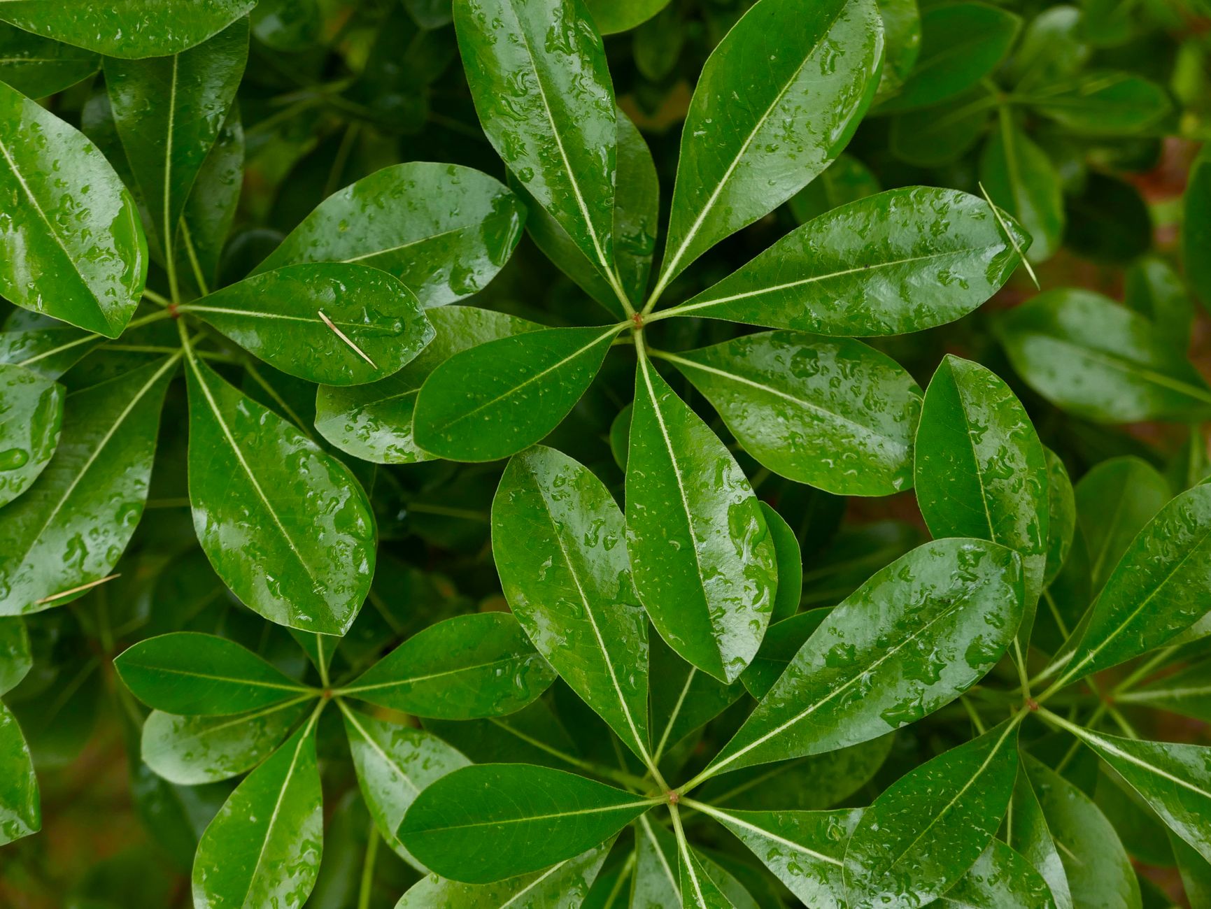 Schefflera