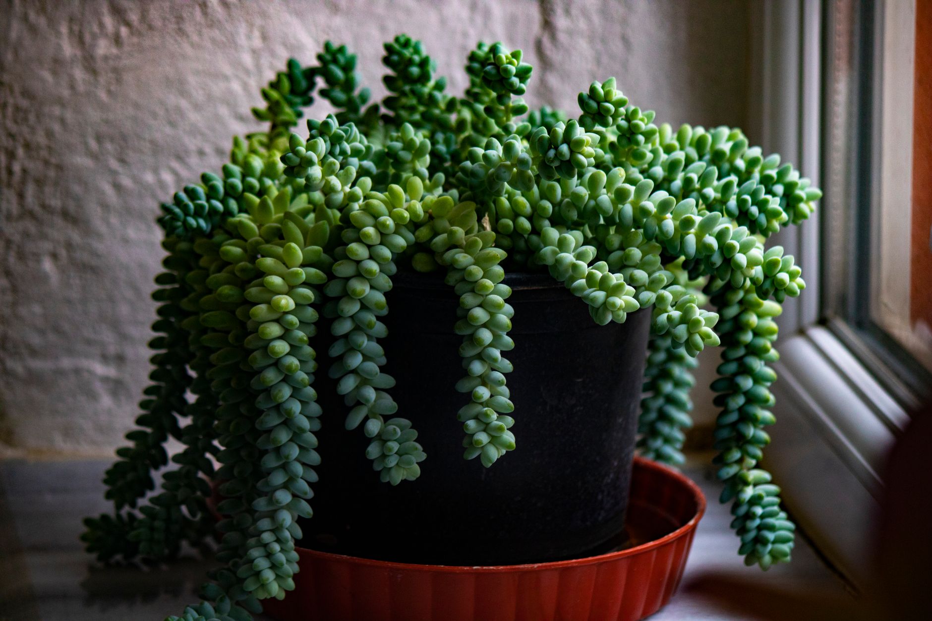 Sedum morganianum Cola de burro segura para mascotas