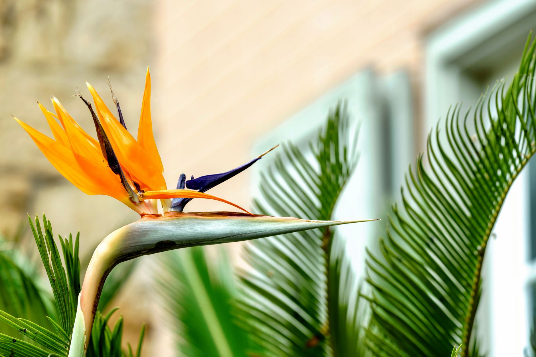 Strelitzia