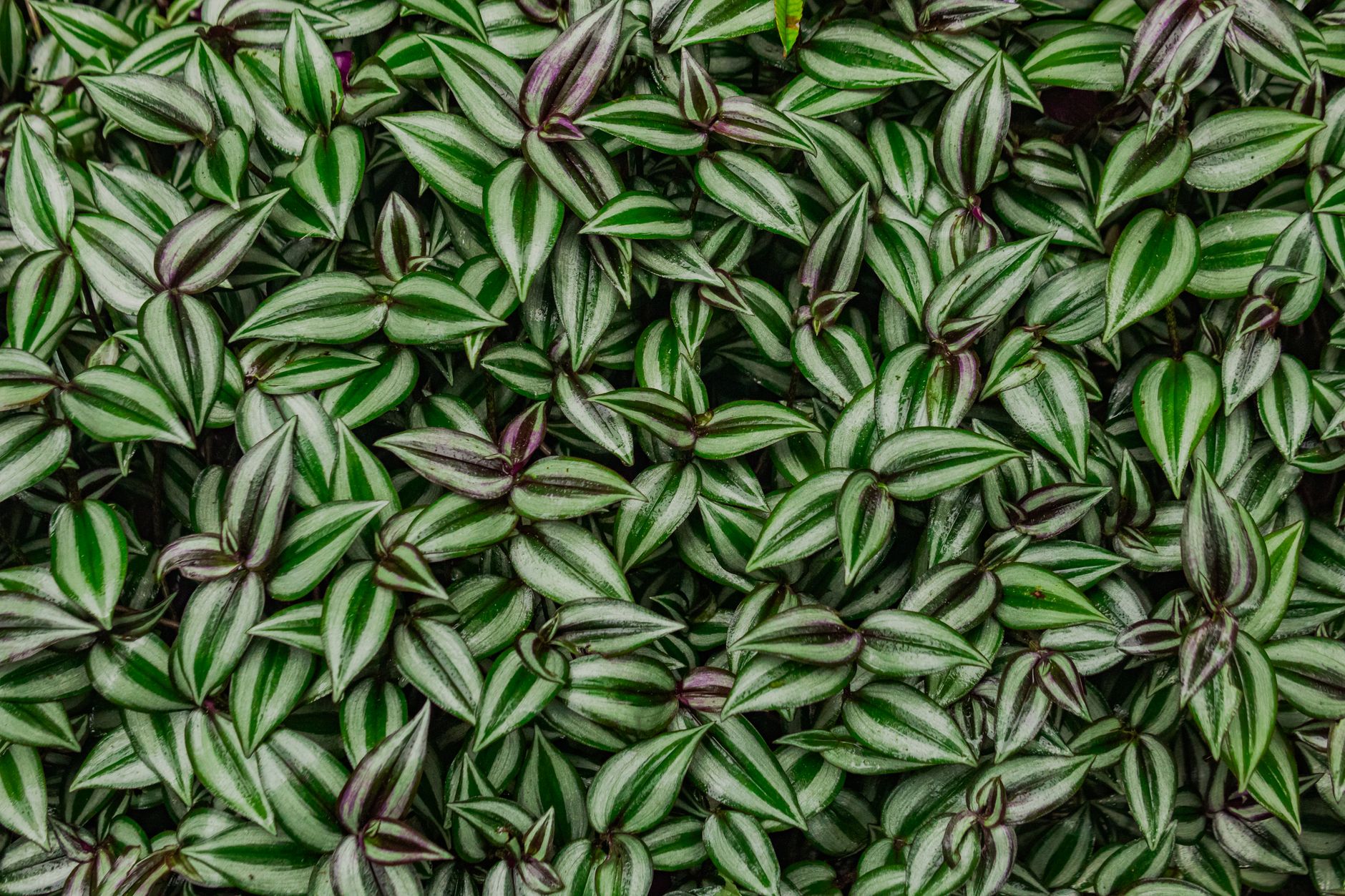 Tradescantia zebrina con hojas moradas y plateadas en maceta colgante de interior