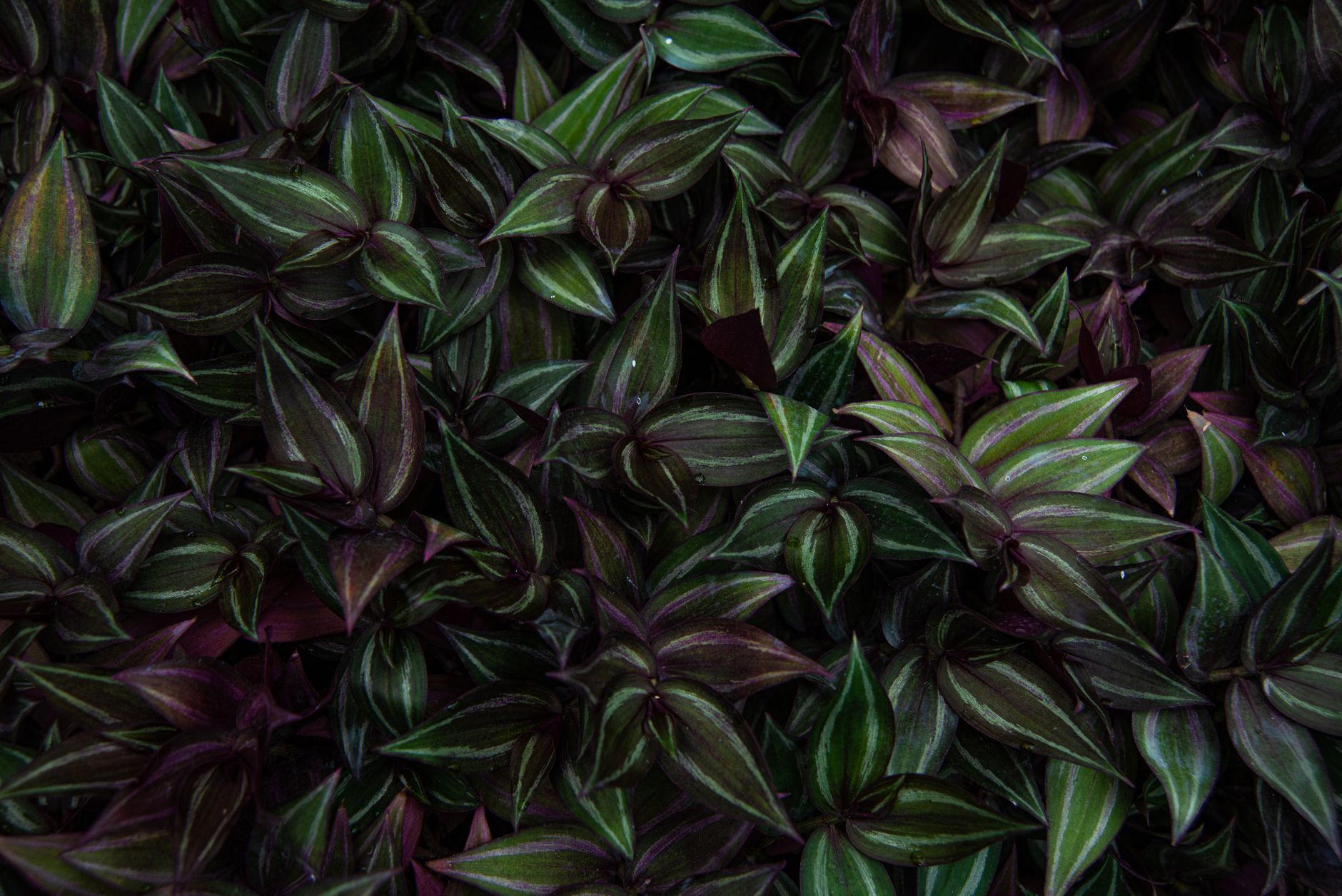 Tradescantia zebrina en maceta colgante con tallos largos cayendo