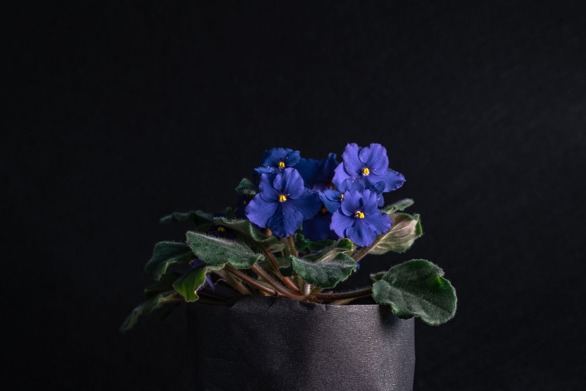Maceta de violeta africana junto a una ventana luminosa recibiendo riego de cuidado