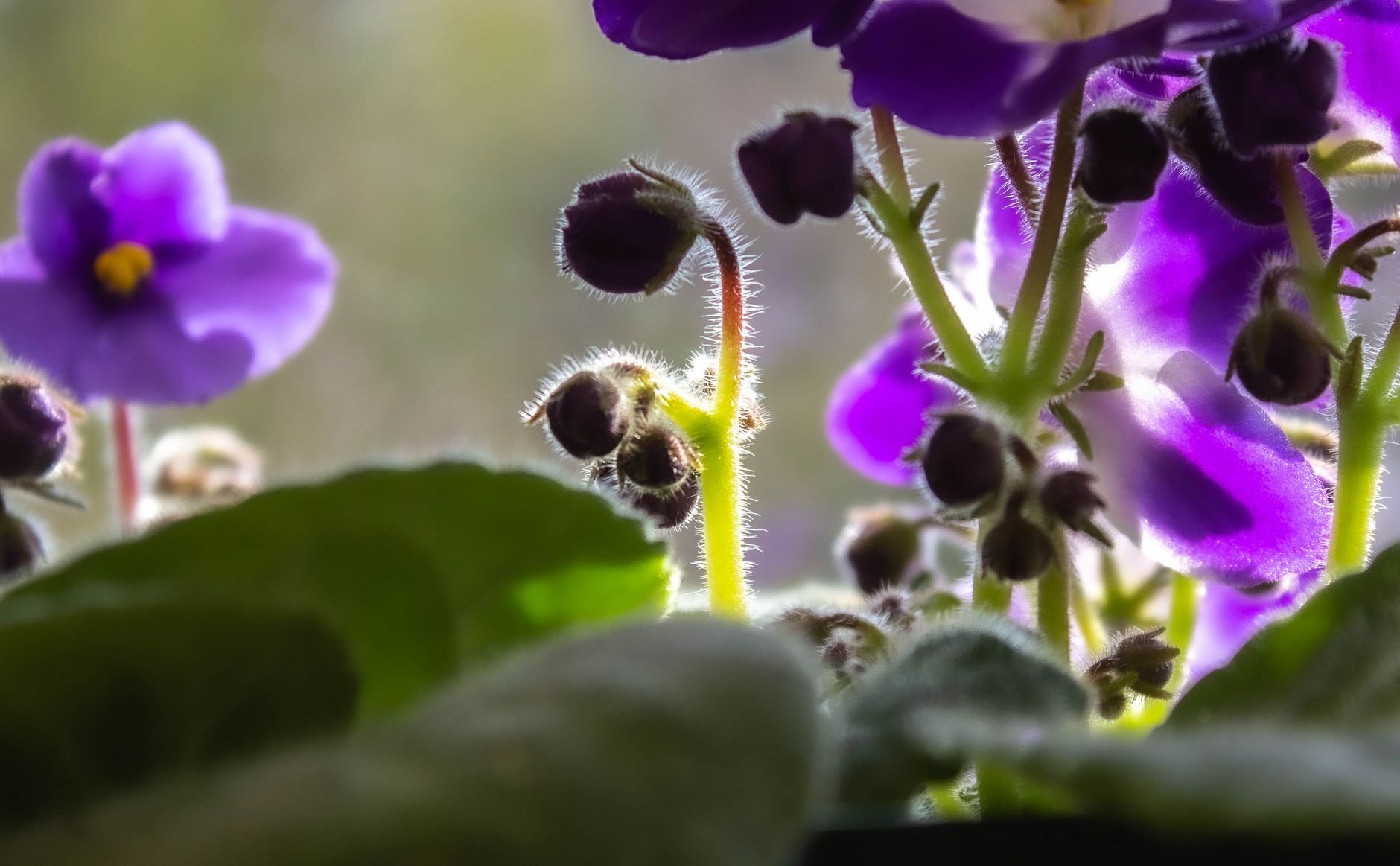 Hojas aterciopeladas de violeta africana en roseta compacta, sanas y sin plagas