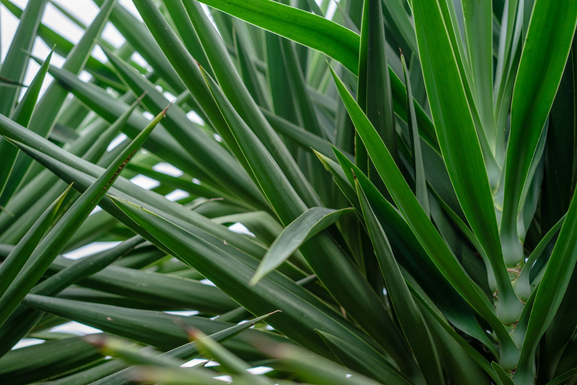 Detalle de hojas puntiagudas y verdes de yuca Yucca elephantipes