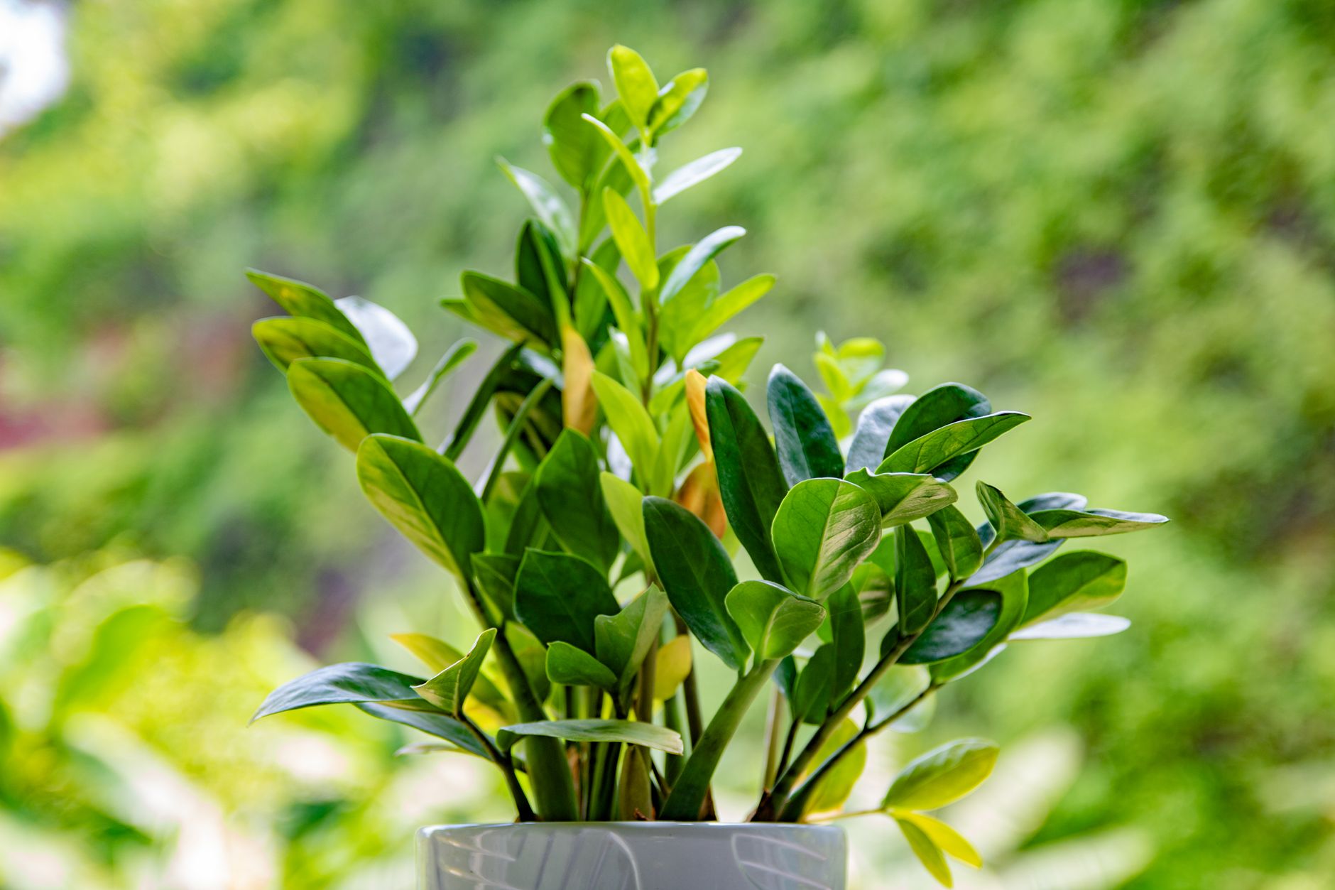 Zamioculca en maceta decorativa sobre estantería, planta de interior de bajo mantenimiento